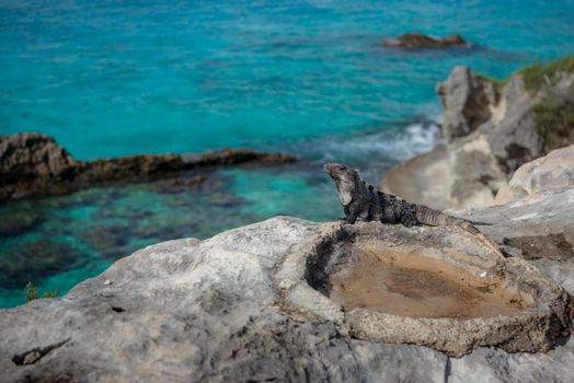 A gray iguana on a rock with the Caribbean Sea.