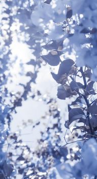 Flower background, spring nature and botanical beauty concept - Blue floral composition