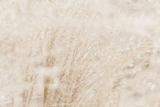 Beauty in nature, balanced lifestyle, environmental concept - Rustic autumn field