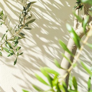 Olive tree and sunshine - gardening, nature background and environmental concept. The beauty of a green garden