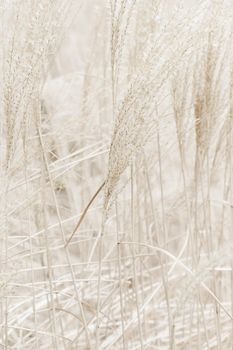 Beauty in nature, balanced lifestyle, environmental concept - Rustic autumn field