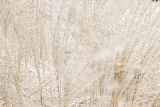 Beauty in nature, balanced lifestyle, environmental concept - Rustic autumn field