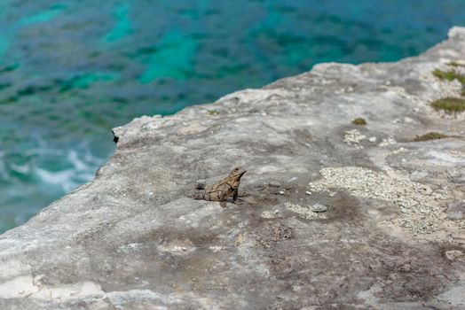 A gray iguana on a rock with the Caribbean Sea.