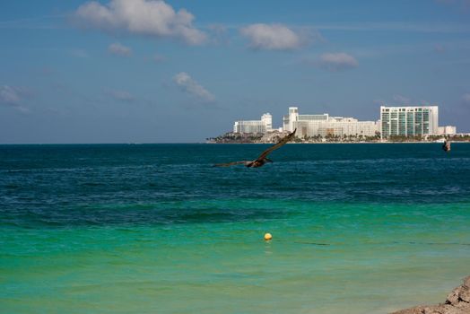 Big Pelican flies over the sea against a blue sky. Blue water color