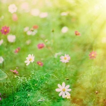 Daisy flowers in sunlight - springtime, beauty in nature and gardening concept. Garden dream in sunny day