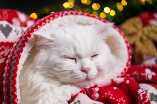 Portrait of furry sleeping white cat in Christmas decoration - lights and red ornament plaid. New year, pets, animals meme concept. High quality photo
