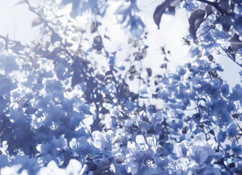 Flower background, spring nature and botanical beauty concept - Blue floral composition