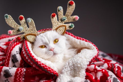 Portrait of fluffy white cat in Christmas decoration - deer horns and red ornament plaid. New year, pets, animals meme concept. High quality photo