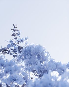 Flower background, spring nature and botanical beauty concept - Blue floral composition