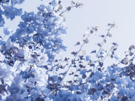 Flower background, spring nature and botanical beauty concept - Blue floral composition