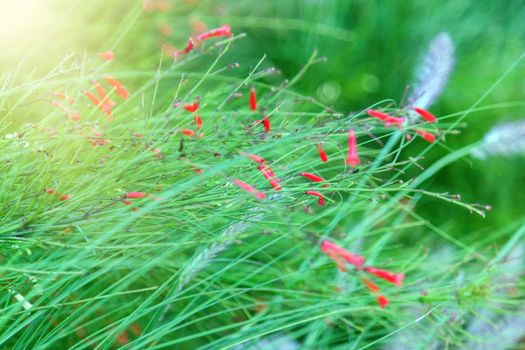 Russelia equisetiformis, the fountainbush, firecracker plant, coral plant, coral fountain, coralblow or fountain plant, is a species of flowering plant in the family Plantaginaceae