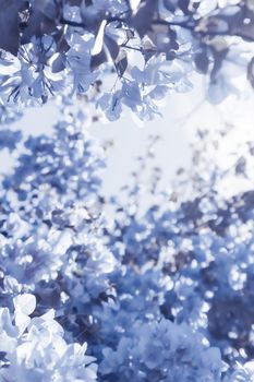 Flower background, spring nature and botanical beauty concept - Blue floral composition