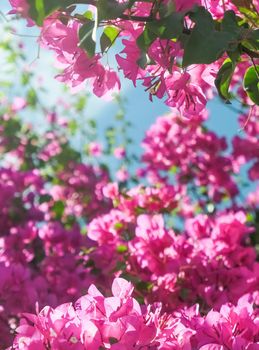 Pink flowers and blue sunny sky - floral background, spring holidays and womens day concept. Living life in bloom