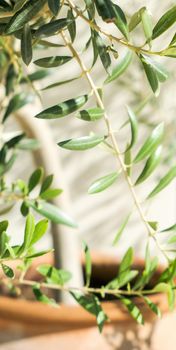 Olive tree and sunshine - gardening, nature background and environmental concept. The beauty of a green garden