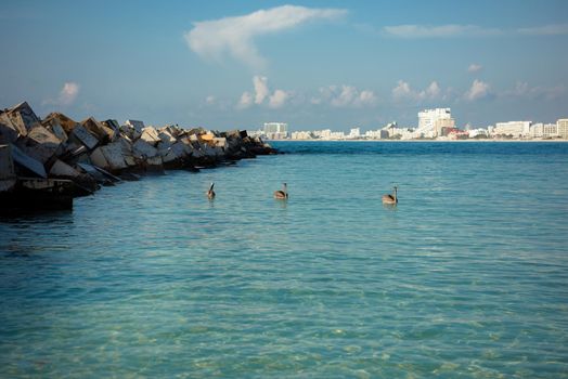 Three pelicans in the sea against the blue sky. Blue color of water.