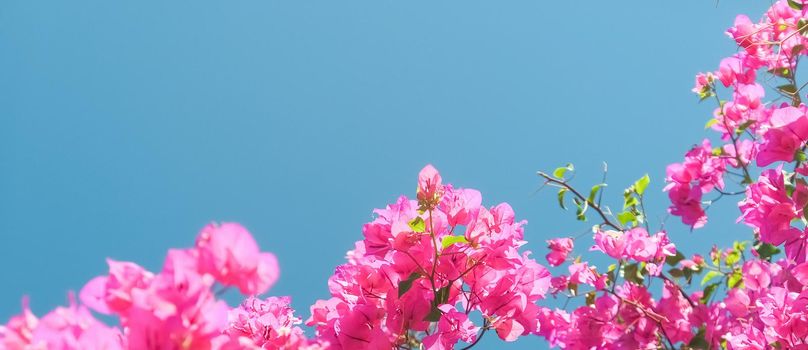 Pink flowers and blue sunny sky - floral background, spring holidays and womens day concept. Living life in bloom