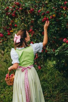 Beautiful woman picking up ripe red apple fruits in green garden. Girl in cute long peasant dress. Organic village lifestyle, agriculture, gardener occupation. High quality photo