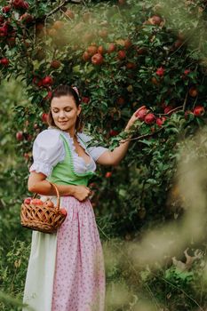 Beautiful woman picking up ripe red apple fruits in green garden. Girl in cute long peasant dress. Organic village lifestyle, agriculture, gardener occupation. High quality photo