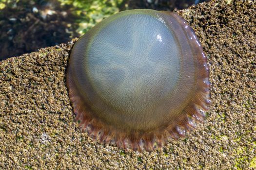 Large transparent jellyfish washed ashore close up