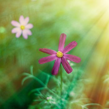 Daisy flowers in sunlight - springtime, beauty in nature and gardening concept. Garden dream in sunny day