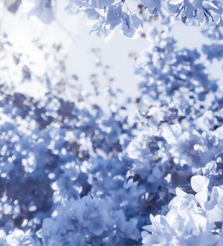 Flower background, spring nature and botanical beauty concept - Blue floral composition