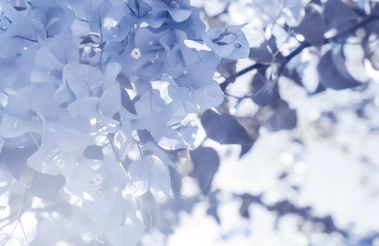 Flower background, spring nature and botanical beauty concept - Blue floral composition