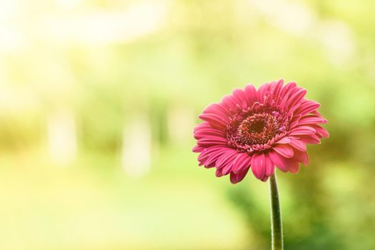 Beautiful flower in sunlight - springtime, mothers day, gift for her concept. It's time to bloom