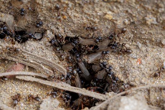 Flying ants, lasius niger, nest - macro shot