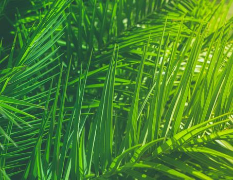 Wonderful green palm leaves - exotic vacation, botanical background and summer concept. Enjoy a tropical dream