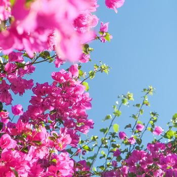 Pink flowers and blue sunny sky - floral background, spring holidays and womens day concept. Living life in bloom