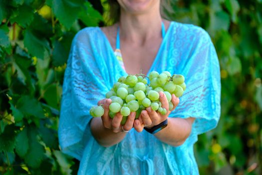 Grapes harvest. Farmers hands with freshly harvested white grapes. download image