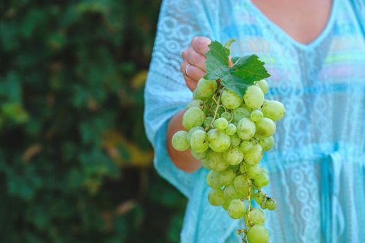 Farmers Hands with Freshly Harvested white grapes. Farmer Hands Picking Grape. download photo