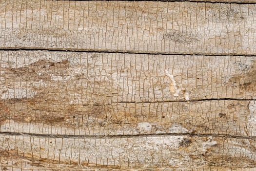 Wooden background with cracks, pitted by insects, dried under the sun.