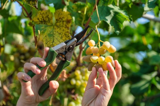 Close up of Worker's Hands Cutting White Grapes from vines during wine harvest in Italian Vineyard. download image