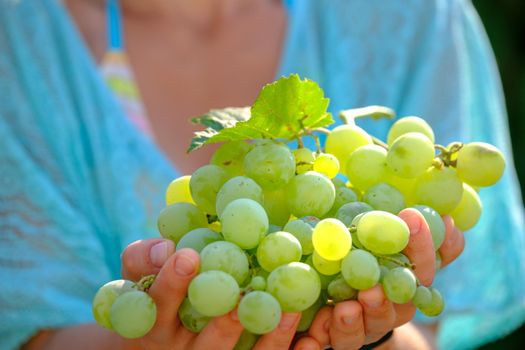 Female hands hold a ripe juicy bunch of grapes lit by the sun outdoors on a summer day. Closeup photo download photo