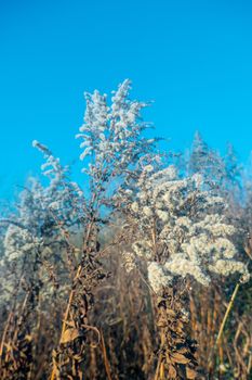 Dry reed against clear light blue sky on sunny day outdoors. Abstract natural background in neutral colors. Minimal trendy pampas grass panicles. Dying fireweed against bright autumn sky. Selective focus. High quality photo