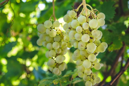 Close-up of bunches of ripe white wine grapes on vine. Green grape on the vine in garden. Bunch of grapes on vine. Grapes on the plantation of grapevines in Apulia, Italy. download photo