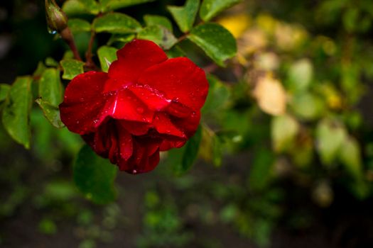 Beautiful red roses flowers with rain drops glossy and green leaves on shrub branches against the green foliage. The concept of love and passion. High quality photo