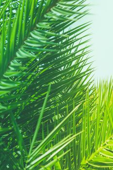 Wonderful green palm leaves - exotic vacation, botanical background and summer concept. Enjoy a tropical dream