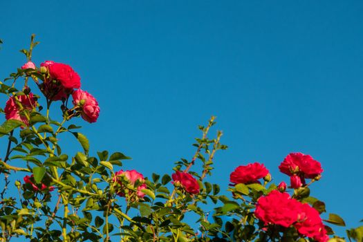 Beautiful roses red flowers, glossy and green leaves on shrub branches against the blue sky and sun. Red rose flowers against the clear sky. High quality photo