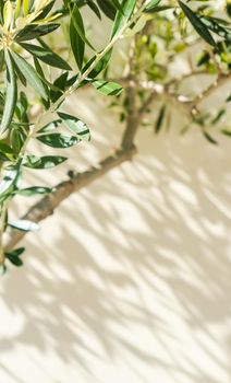 Olive tree and sunshine - gardening, nature background and environmental concept. The beauty of a green garden