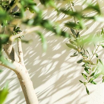 Olive tree and sunshine - gardening, nature background and environmental concept. The beauty of a green garden