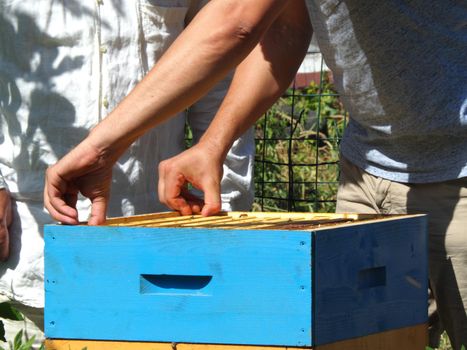 Beekeeper working with bees and beehives on the apiary. Beekeeping concept. Beekeeper harvesting honey Beekeeper on apiary.