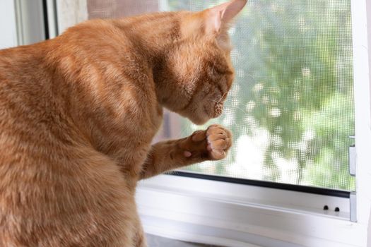Red cat licks his paw close up on windowsill