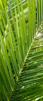 Exotic vacation, botanical background and summer travel concept - Palm leaves in summertime