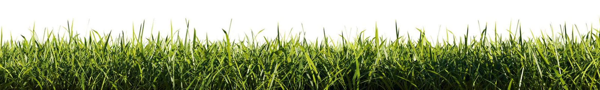 Bright green grass border isolated on white background, 3d rendering illustration.