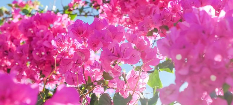 Pink flowers and blue sunny sky - floral background, spring holidays and womens day concept. Living life in bloom