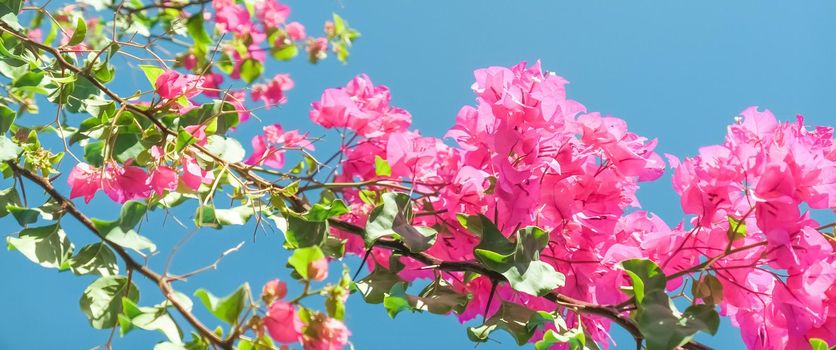 Pink flowers and blue sunny sky - floral background, spring holidays and womens day concept. Living life in bloom