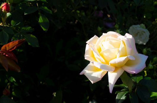 Close up beautiful orange rose flower blooming with dark background, shallow depth. High quality photo