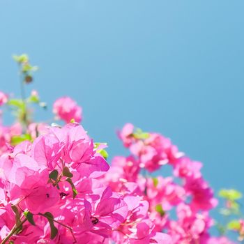 Pink flowers and blue sunny sky - floral background, spring holidays and womens day concept. Living life in bloom